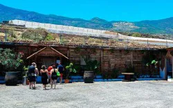 Las cuevas de abuela - Guachinche en Candelaria, Sud